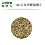 大麥草種子 100公克 貓草