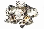 Black Murex Phyllonotus erythrostomu Hermit Crab Sea Shell 5" - 6" (6 pcs)#JC-35