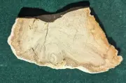 Petrified Snake Wood Core/Burl, Jonesii Menegoloxylyn, Yegua Formation, Texas