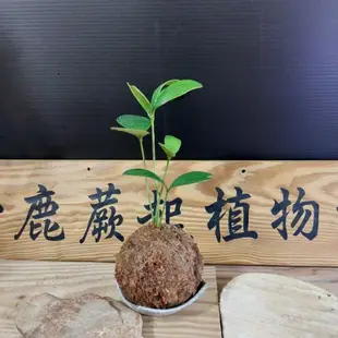 小鹿蕨起植物坊 幸運木鐵樹苔球 室內觀葉植物