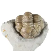 Fossil Trilobite Kaniops invius (EA9361) Bois D'Arc Fmn Oklahoma, USA