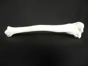 Anatomical Human Tibia Bone Model - Medical Leg Skeleton Anatomy