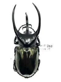 在飛比找露天拍賣優惠-Chalcosoma chiron janssensi.高卡