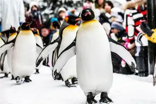 北海道旅遊│冬季熱氣球、森林精靈露台、青池、旭山動物園、小樽、溫泉美食五日│二晚溫泉