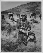 Sicilian shepherd arms himself during World War Two Italy 1939 1945 Old Photo