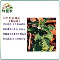 在飛比找Yahoo奇摩購物中心優惠-【綠藝家】大包裝K22.野花薄荷種子(奧勒岡) 1公克(約6