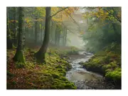 Misty Morning Canvas Print Wall art
