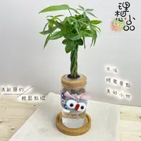 在飛比找蝦皮購物優惠-【理想小品】馬拉巴栗辮子【現貨】發財樹 水耕盆栽 玻璃圓柱瓶