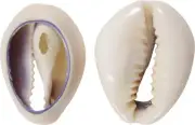 Ringtop Cowrie Cut Craft Assorted Seashells Shells (1 Kilo) (apprx. 630 pcs.)