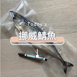 [海時代] 薄鹽挪威鯖魚/400~450g/鯖魚/鯖魚片/整尾鯖魚/挪威鯖魚/鯖魚頭/