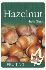 Hazelnut Halls Giant Tree - Corylus avellana