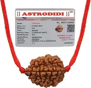 [ASTRODIDI] 2 Mukhi Rudraksha with Lab Certificate