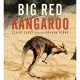 Big Red Kangaroo