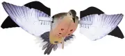 Avian-X PowerFlight Spinning Wing Dove Life-Size Motion Decoy - Durable