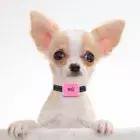AU BESTSELLER! Bark Doctor Mighty Mini BARK STOP Dog Collar CHIHUAHUA TOY POODLE