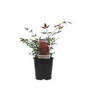 140mm Gulf Stream - Nandina