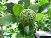 Buy Dwarf Lime Kaffir Fruit Tree - Citrus hystrix