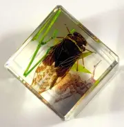 40mm Real Cicada in Nature in Clear Lucite Resin Diorama Paperweight Display