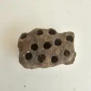Mud Dauber Wasp Hornet Nest Dirt Potter 11 Chambers Hive (Sceliphron Sphecidae)