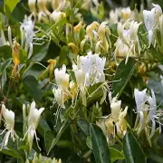 Honeysuckle Fragrance Oil - 16 OZ/1 LB - For Candle and Soap Making by...