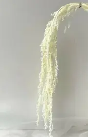 Dried Preserve Amaranths Flowers Stem Hanging Flower Arrangement Cream Natural
