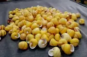 shell craft supply Philippine Land snail 1000 pcs , 20 - 25 mmF+++ 1000 pcs