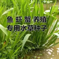 在飛比找蝦皮購物優惠-種子 小米草水草喂魚草植物耐高溫龍蝦養殖專用草四季水淹養殖/