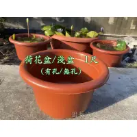 在飛比找蝦皮購物優惠-【園藝城堡】荷花盆 蓮花盆1尺 淺盆 養魚 種睡蓮 塑膠盆 