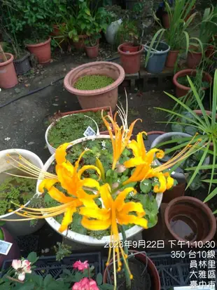 金花石蒜,紅花石蒜5吋(新中港園藝)