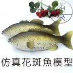 可開發票 仿真食物花斑魚模型 魚海鮮模型 食物模型 食品模型 拍攝擺飾 展示道具 櫥窗裝飾ARQC客滿來