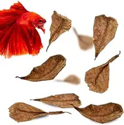 SunGrow 50 pcs Betta Fin Rot Treatment Catappa Indian Almond Leaves, 2", Betta Water Conditioner Leaves for Fish Tank Aquarium, Leaf Create Realistic Blackwater River Habitat, Reduce Stress & Lower pH