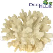 Cauliflower Coral Sm Replica/Artificial Reef Ornament 80060 Deep Blue Pro 6"