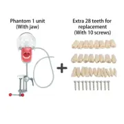 Dental Simulator Nissin Manikin Phantom Head Model with Extra 28PCS Teeth