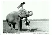 *Peru Postcard-"Elephant, Pony & Dog" -I can Do Anything/Circus Capital-{G49-S4