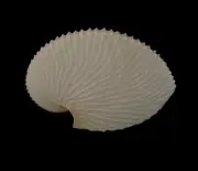 Sea shells Argonauta argo 109.7mm Aquarium Decoration Products