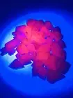 Pink Mangano Calcite RougChips Uv Reactive Healing Crystal Natural Stone 3KG