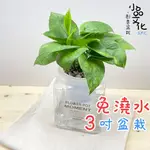 【小品文化】黃金葛【現貨】3吋糖果免澆水盆栽 懶人盆栽 觀葉植物 室內植物 自動吸水 創意花盆 居家辦公盆花