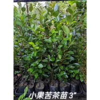 在飛比找蝦皮購物優惠-★綠霖園藝★小果苦茶苗 3.5黑軟盆 香料/觀賞植物/水果樹