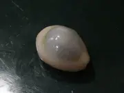 Cypraea Annulus 22 mm GEM ,beautiful BLUISH - albino pattern wow!!!