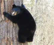 BLACK BEAR CUB CLIMBING A TREE COMPUTER MOUSE PAD 9.25 x 7.75 OR HOT PAD