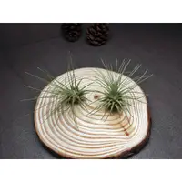 在飛比找蝦皮購物優惠-空氣鳳梨 空鳳  白毛毛 Tillandsia fuchsi