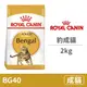 【法國皇家 Royal Canin】FBN 皇家豹成貓BG40 2公斤(貓飼料)