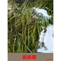 在飛比找蝦皮購物優惠-噴泉椒草  鋸齒蘭 水草 1株/50元