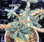 Dorstenia gigas bullata S eeds 5/10PCS