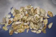 TOP CUT BAT VOLUTES, Craft Seashell, Pour Resin Crafts, Beach Art Supply CS-93