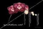 Christmas,orchid,cymbidium,Doritaenopsis,Noel