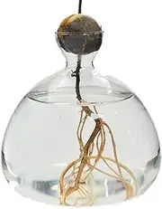 Krujecnt Glass Avocado Growing Vase, Clear Avocado Seed Sprout Startor Vases, Garden Seed Startor Planting Container for Home Table Desk Indoor Decor