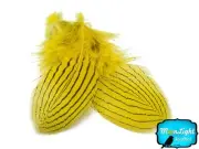 1 Dozen Yellow Silver Pheasant Plumage Barred Feathers Fly Tying Jewelry Costume
