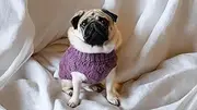 The Bobble Knit (Eggplant, L)