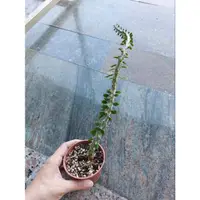 在飛比找蝦皮購物優惠-亞龍木（大戟科植物）🌵🌵🌵